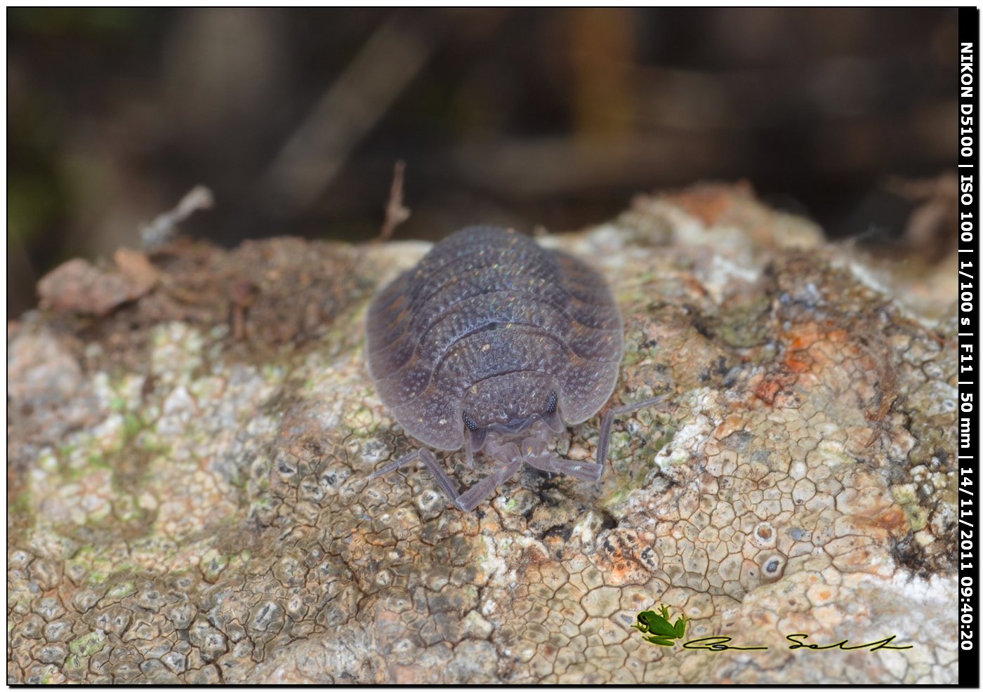 Trachelipus sp.