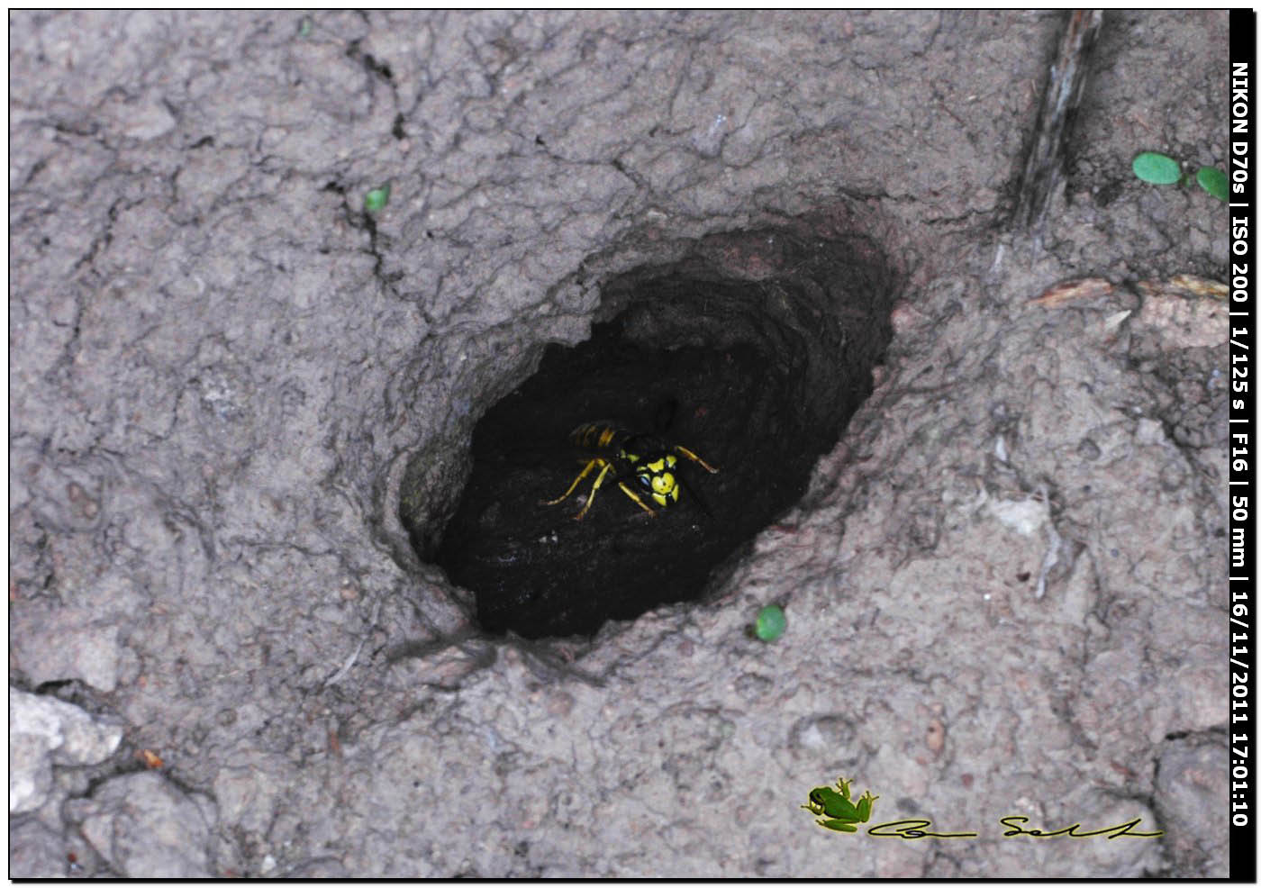 Vespula germanica?