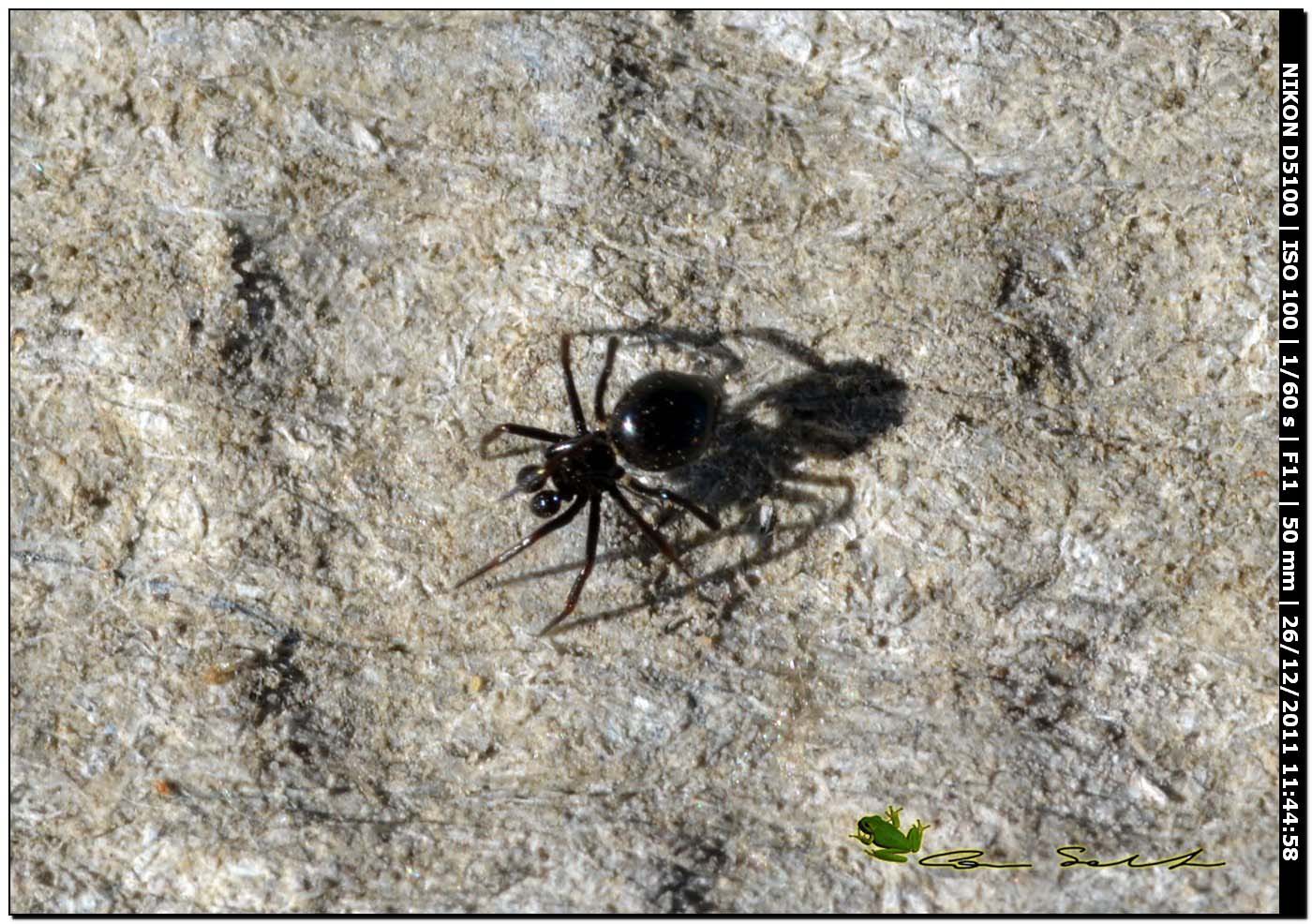 Euryopis sp. (Theridiidae) ♂