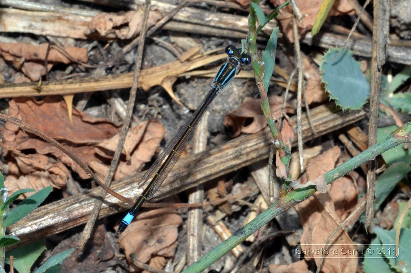 Coenagrionidae da id