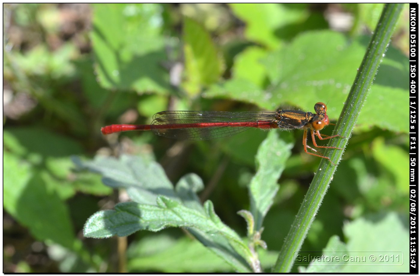 Ceriagrion tenellum?? da determinare