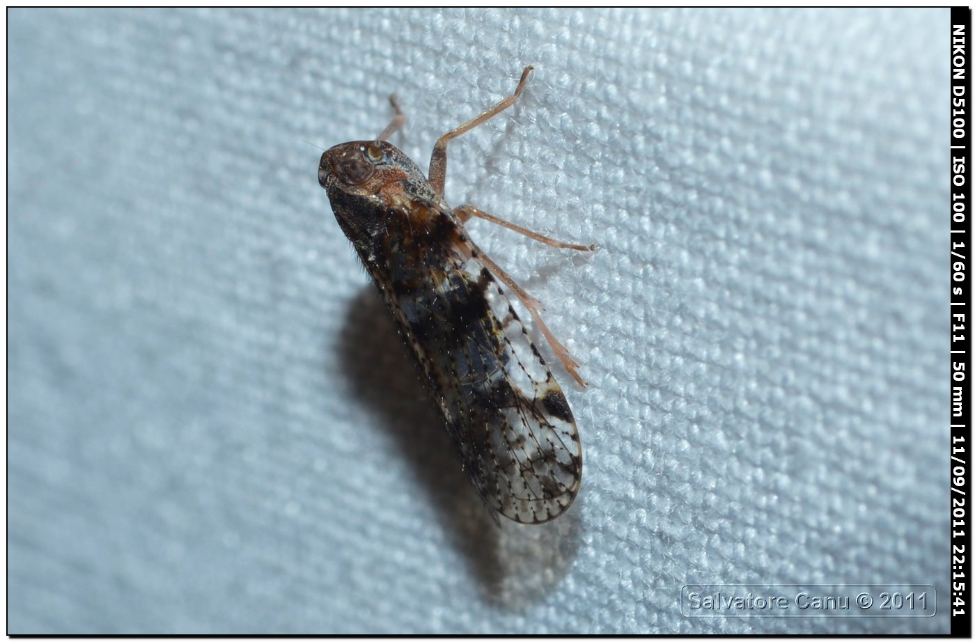 Cixiidae