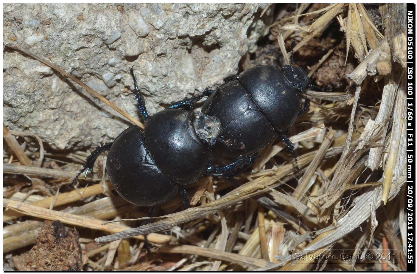 Thorectes intermedius.?