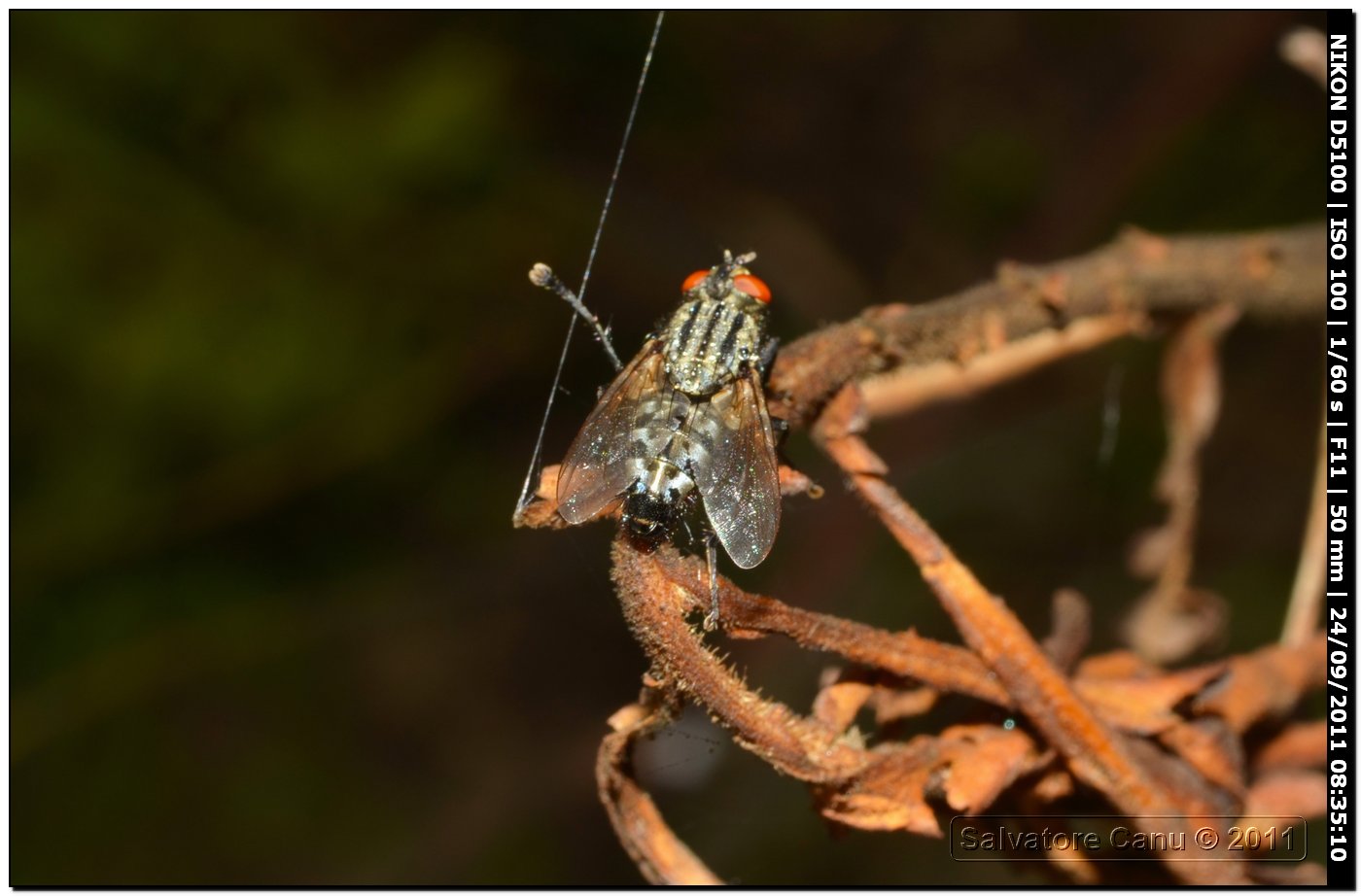 Sarcophagidae