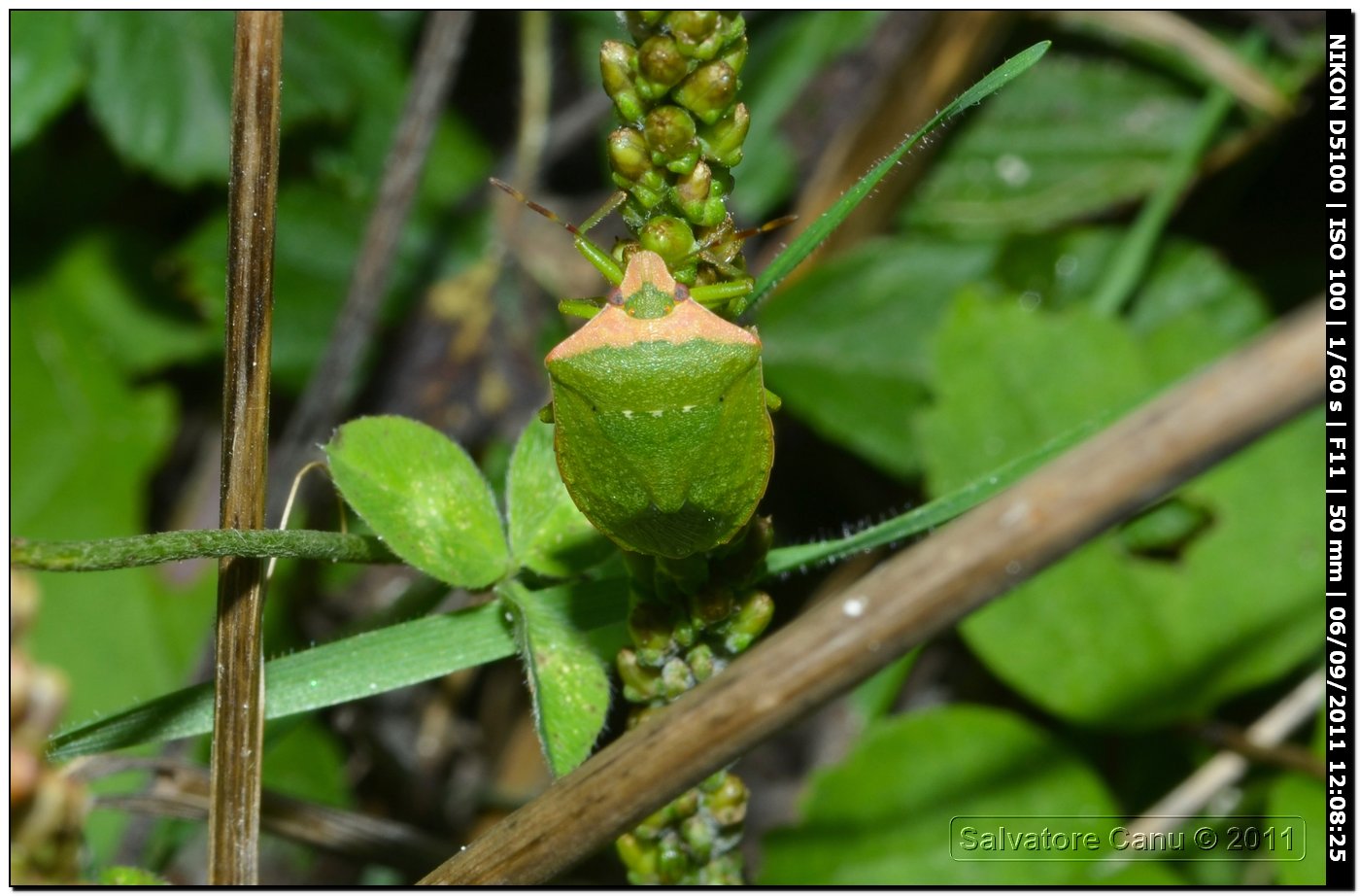 Nezara viridula?? Sì, forma torquata