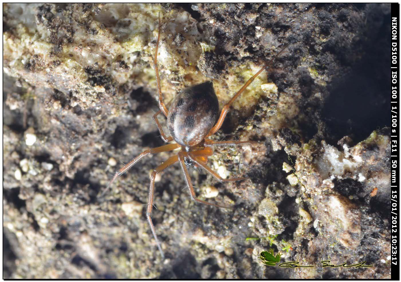 Linyphiidae, cf. Lepthyphantes sp.