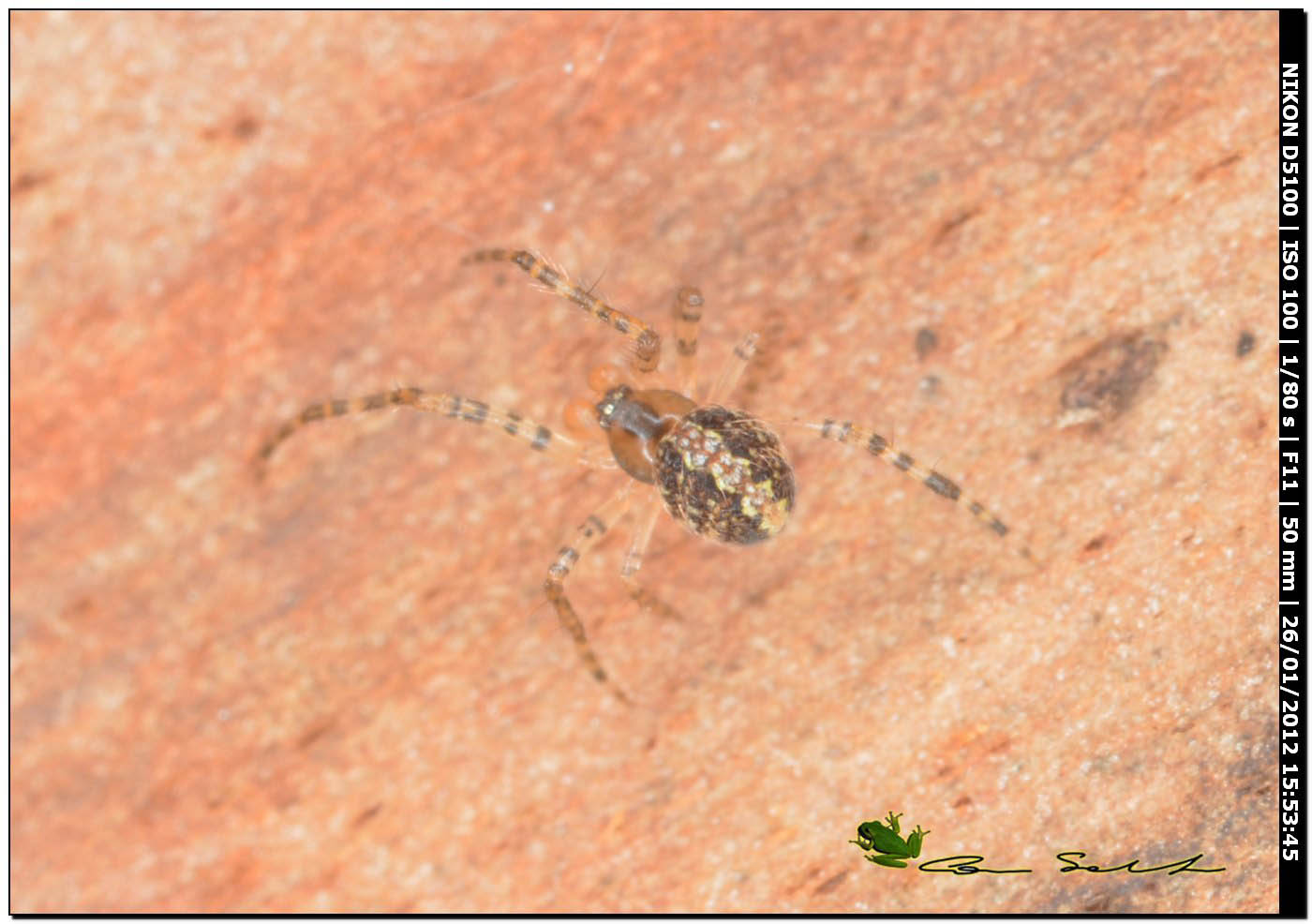 Theridion sp.