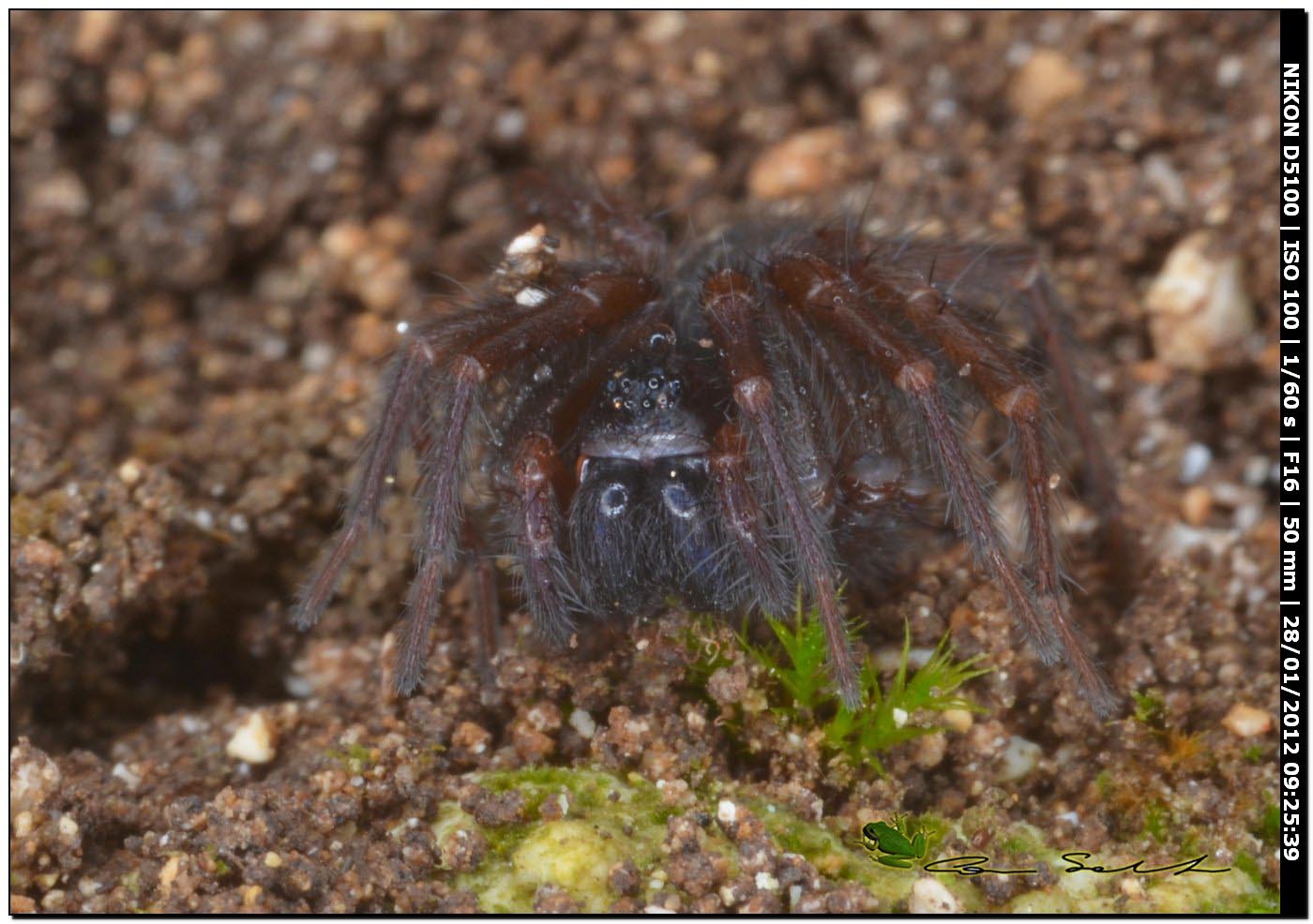 Lycosoides coarctata