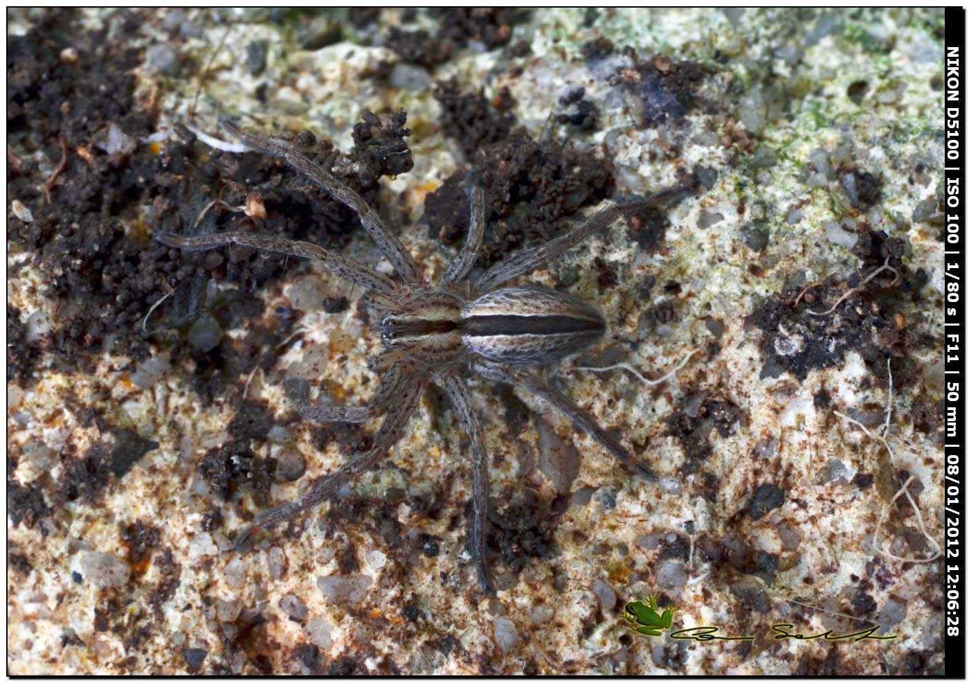 Micrommata sp. (Sparassidae)