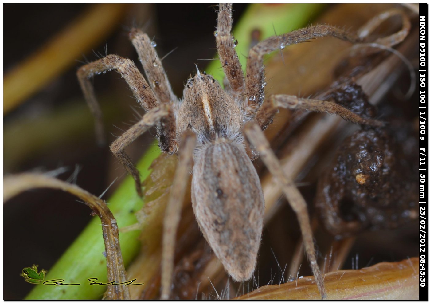 Pisaura sp.