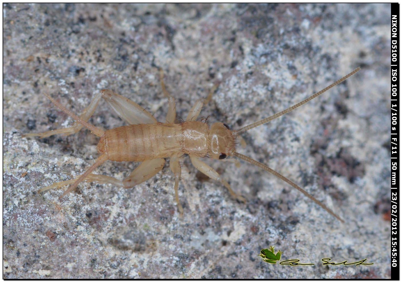 Ninfa di Eumodicogryllus bordigalensis da Uri