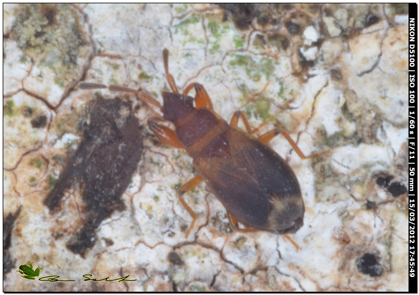 Lygaeidae: Notochilus ferrugineus della Sardegna (SS)