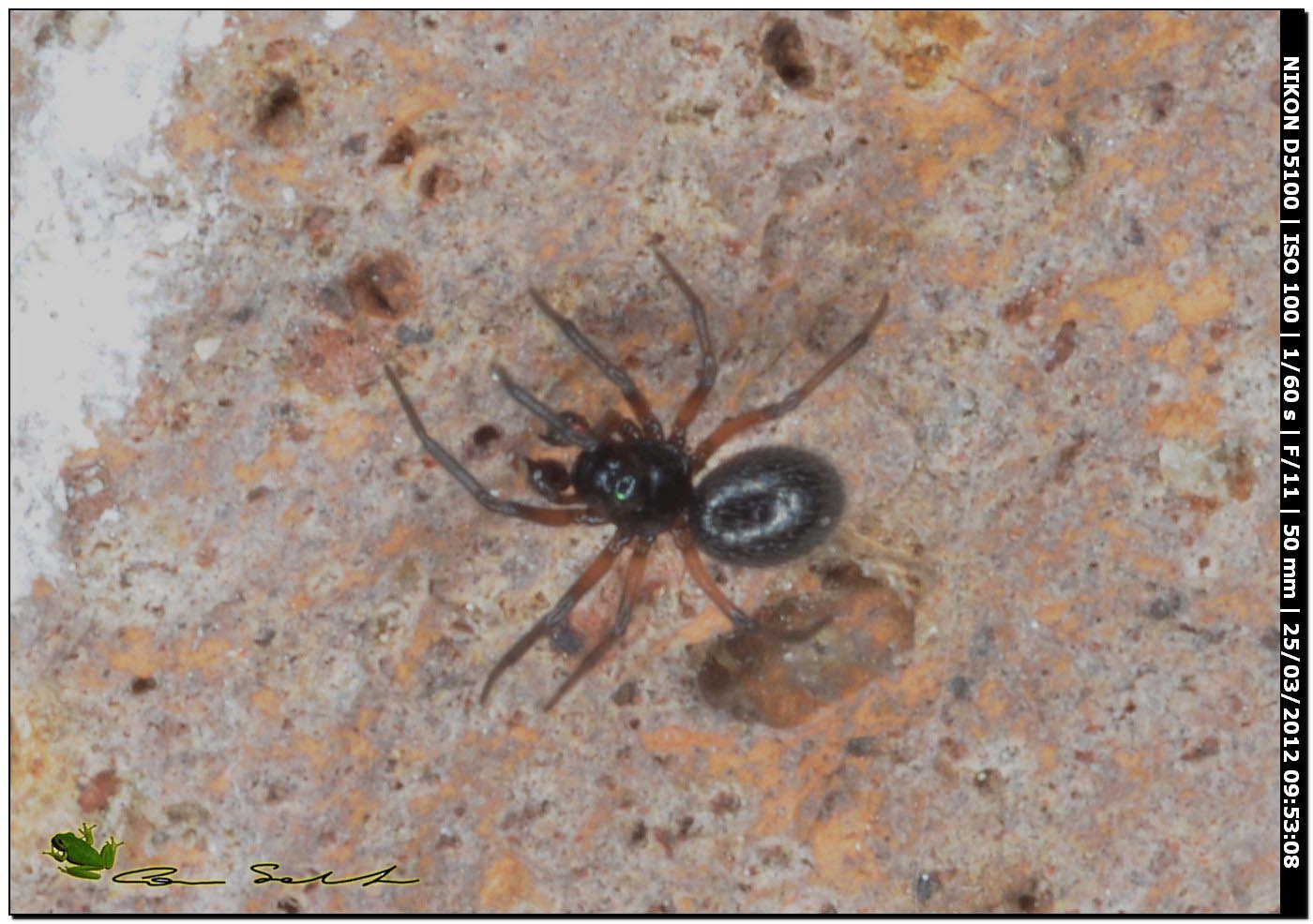 Linyphiidae da Uri