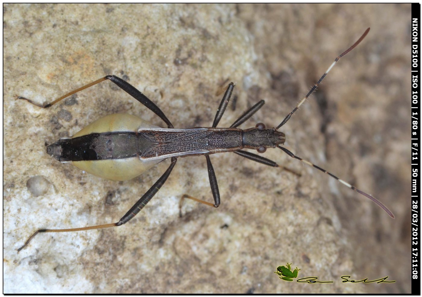 Micrelytra fossularum