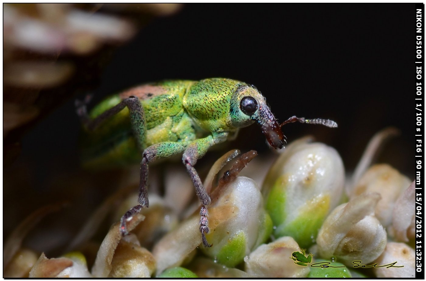 Coniatus tamarisci (Curculionidae)