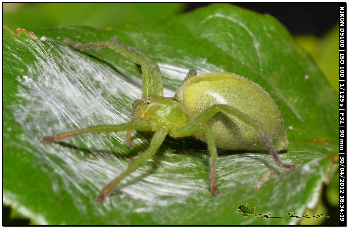Micrommata ligurina