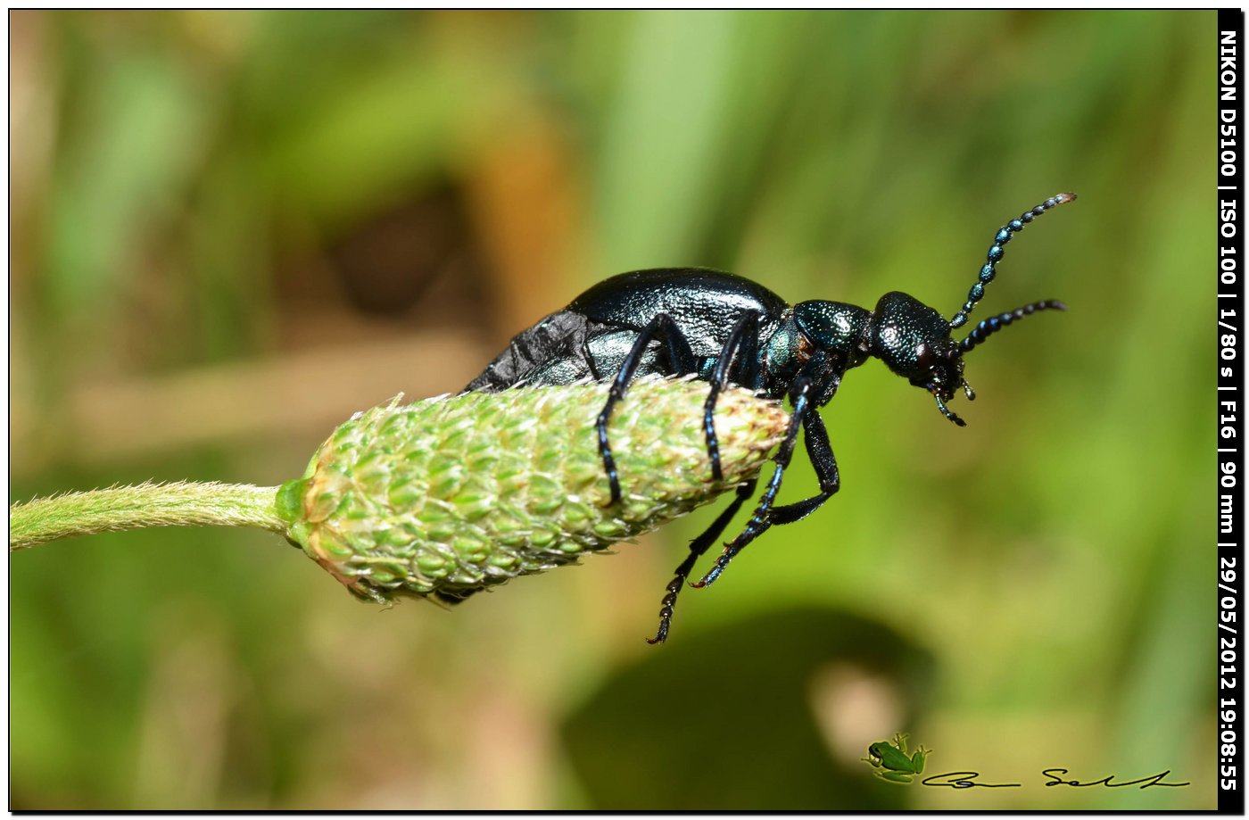 Meloe proscarabaeus in ... arrampicata libera