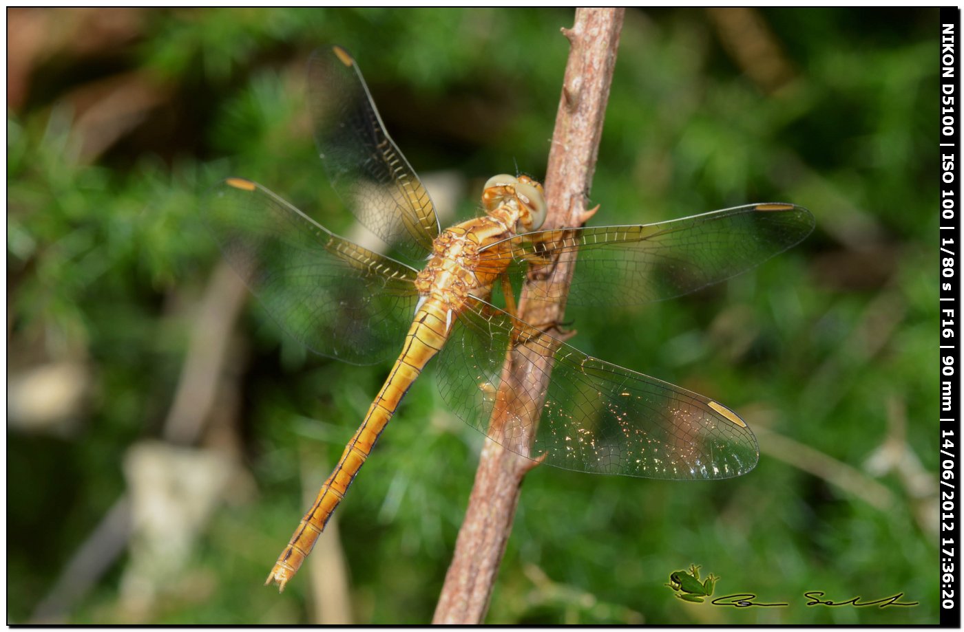 Orthetrum coerulescens anceps ♀