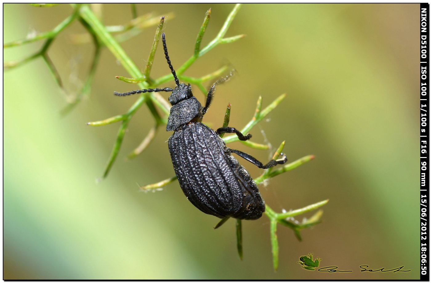 Meloidae? No. Chrysomelidae: Galeruca sardoa gene