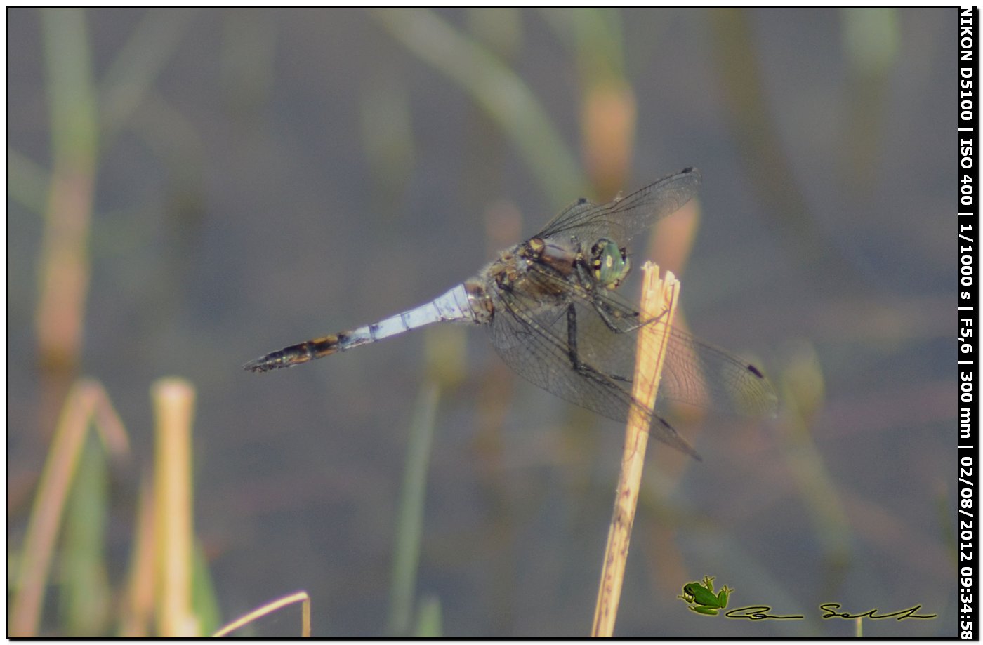 Orthetrum cancellatum ♂