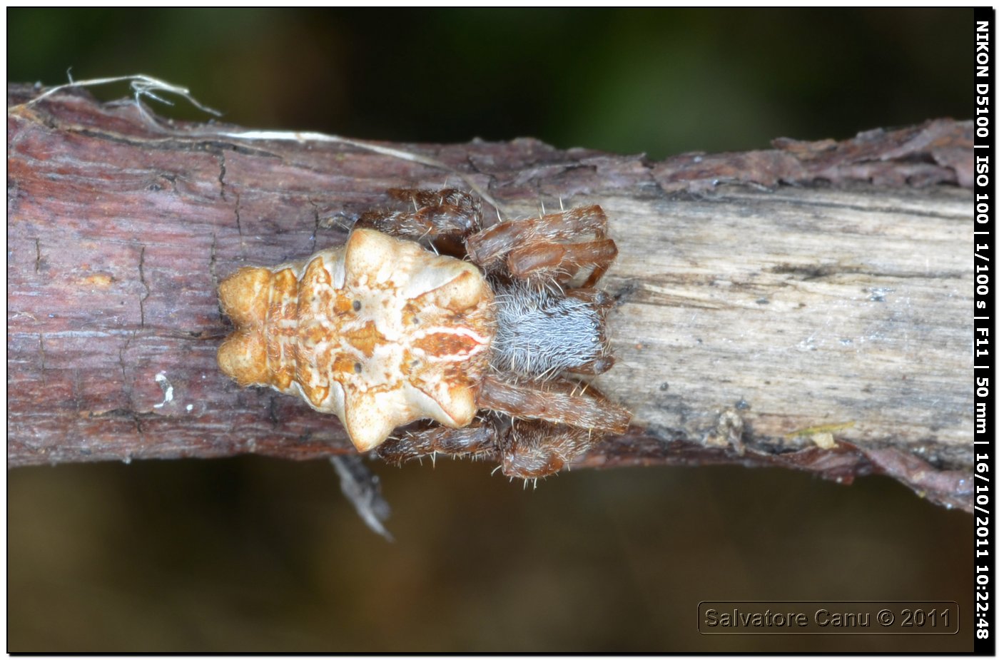 Cyrtophora citricola