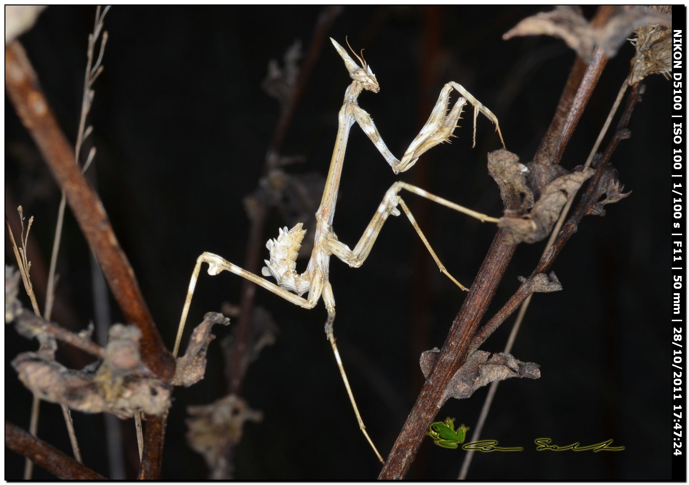 Empusa pennata