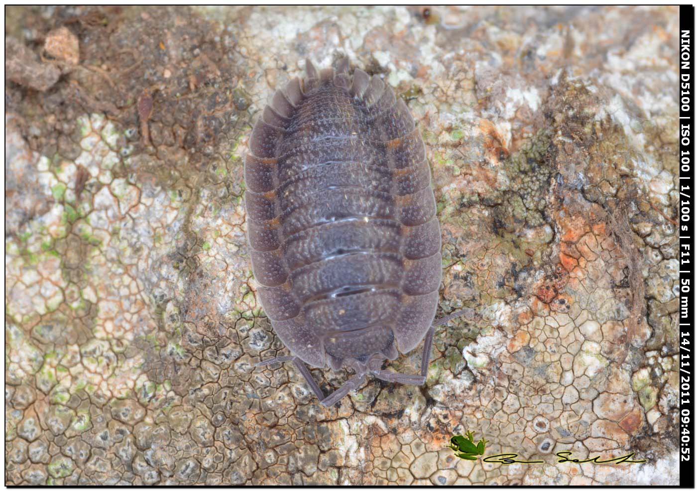 Trachelipus sp.