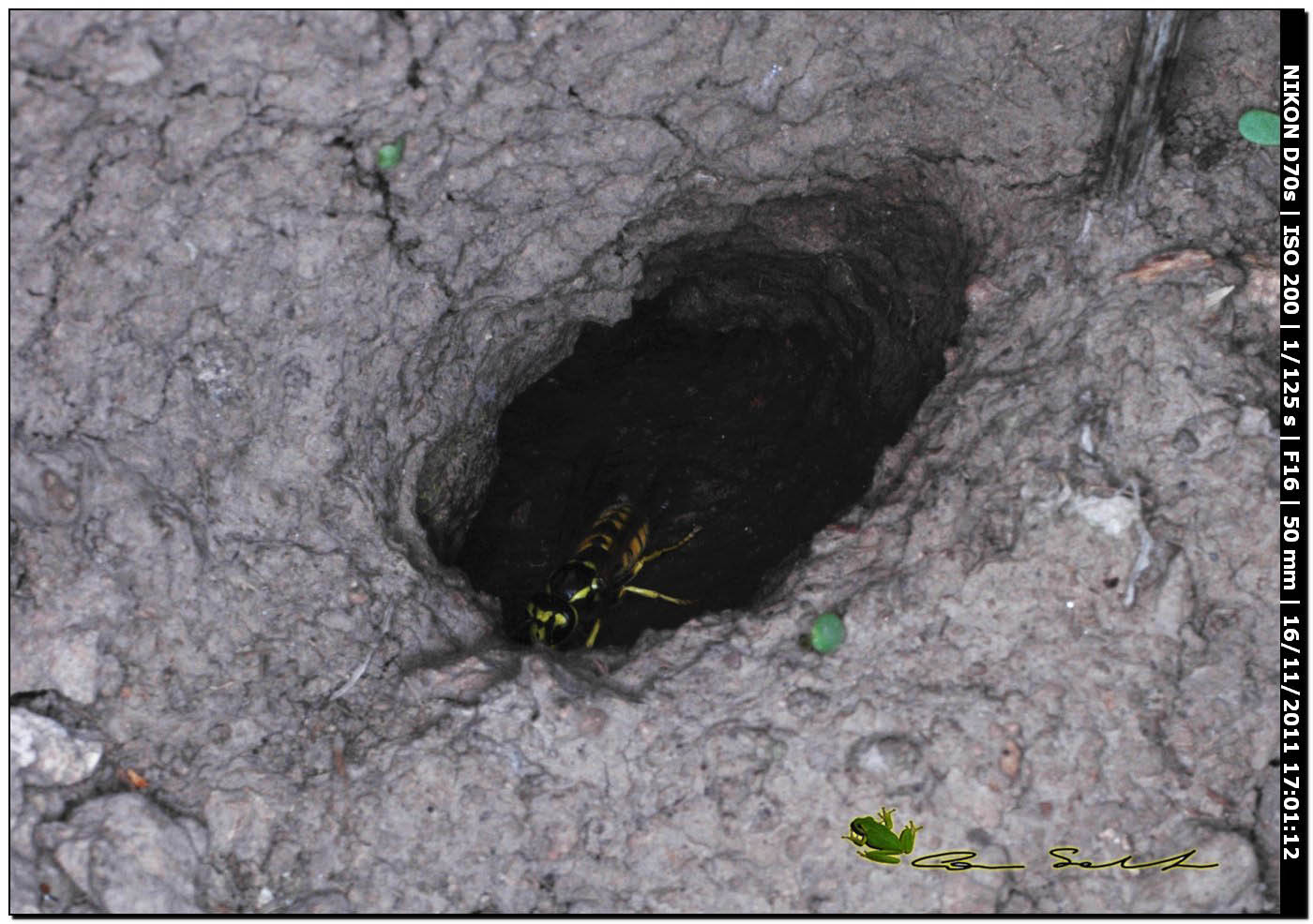 Vespula germanica?