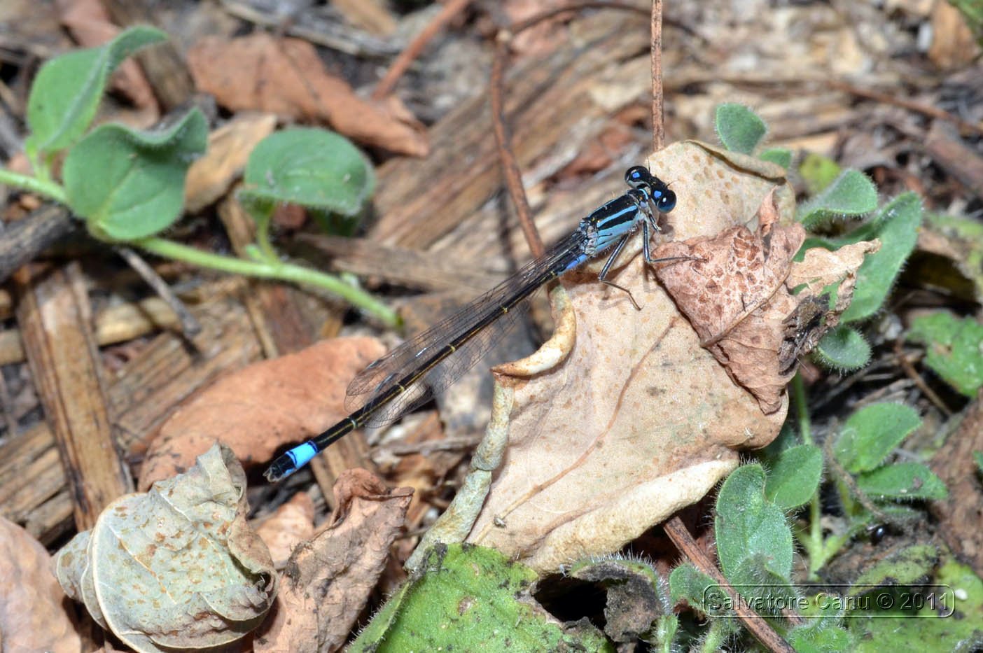 Coenagrionidae da id