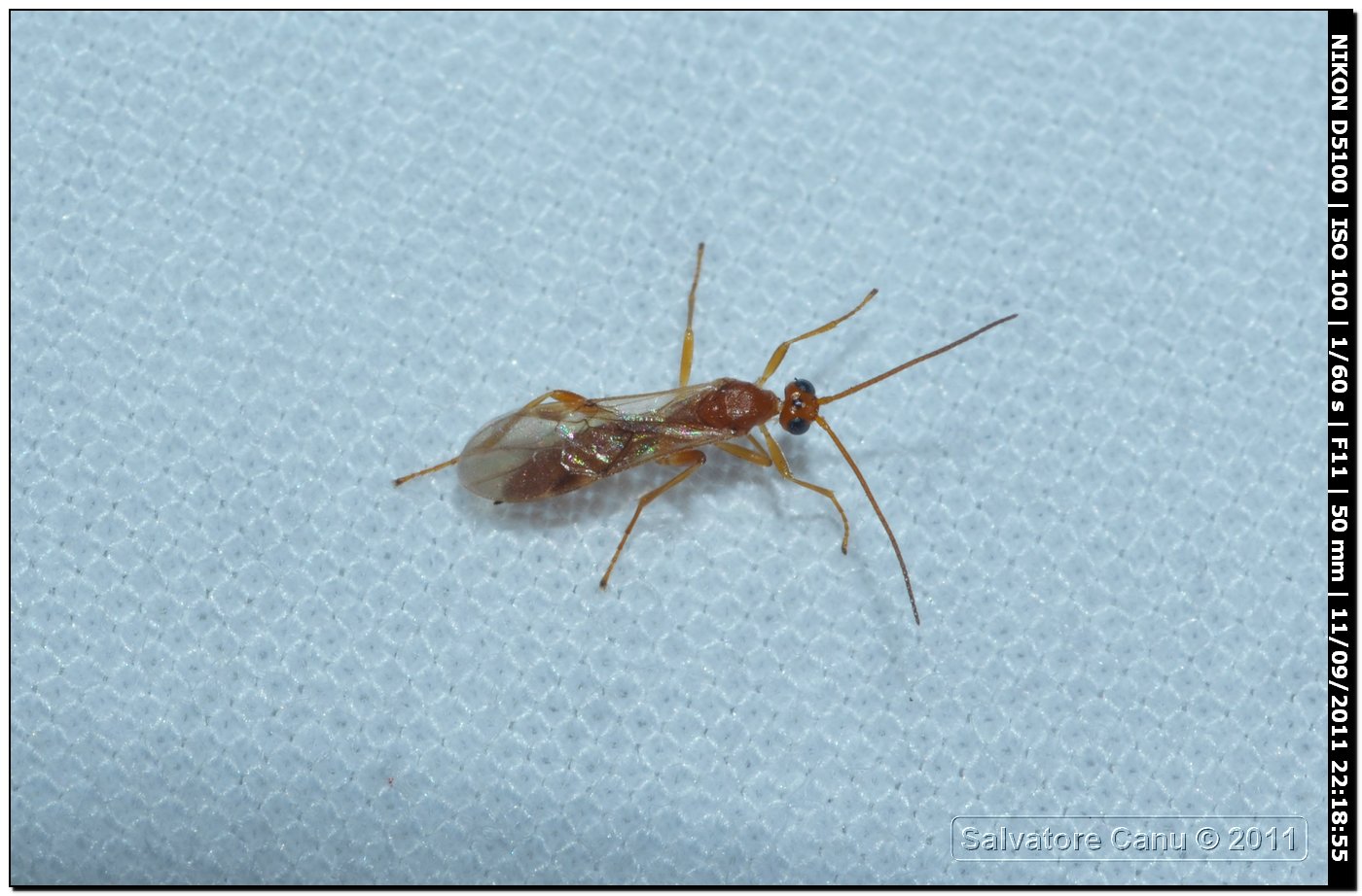 Braconidae
