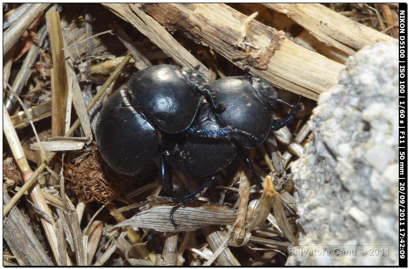 Thorectes intermedius.?