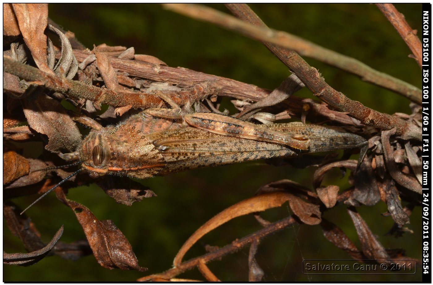 Anacridium aegyptium