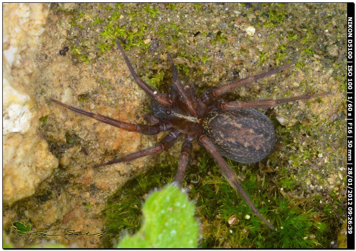 Lycosoides coarctata