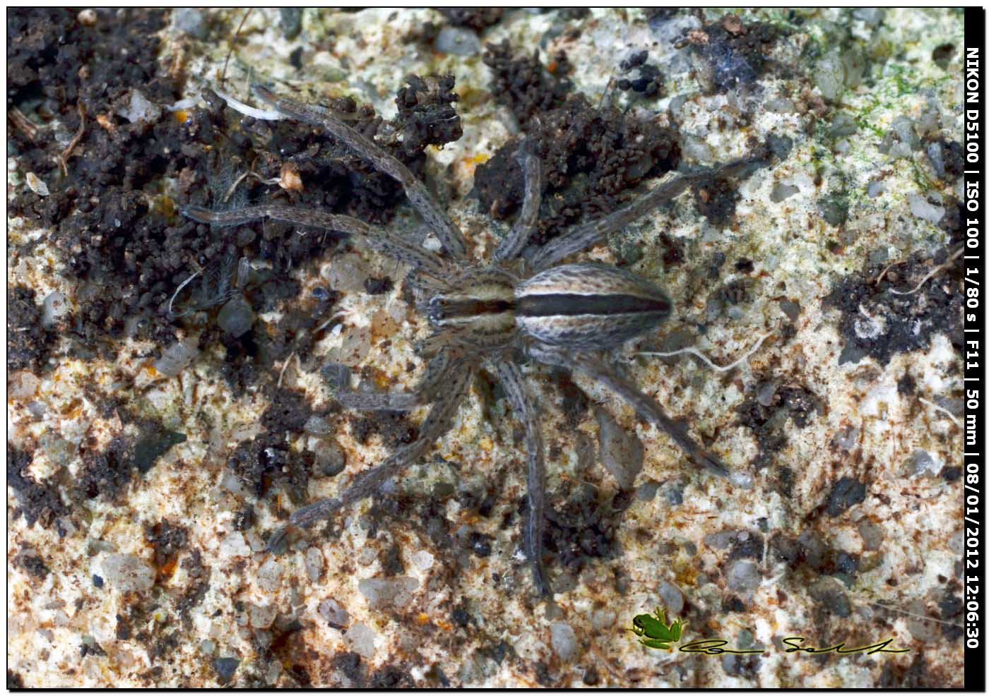 Micrommata sp. (Sparassidae)