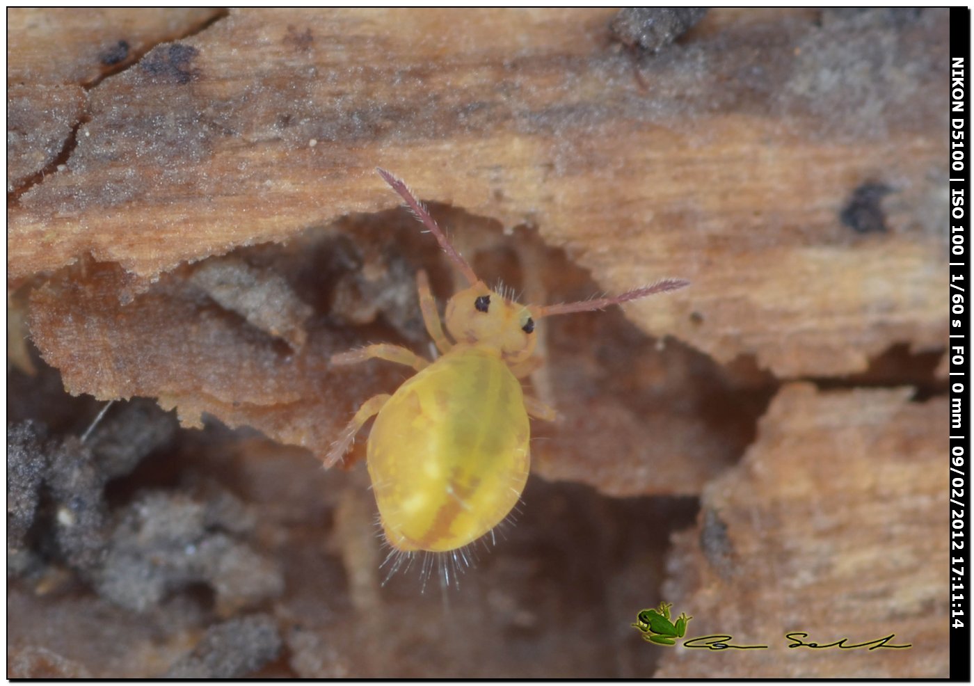 Ancora Dicyrtomidae?