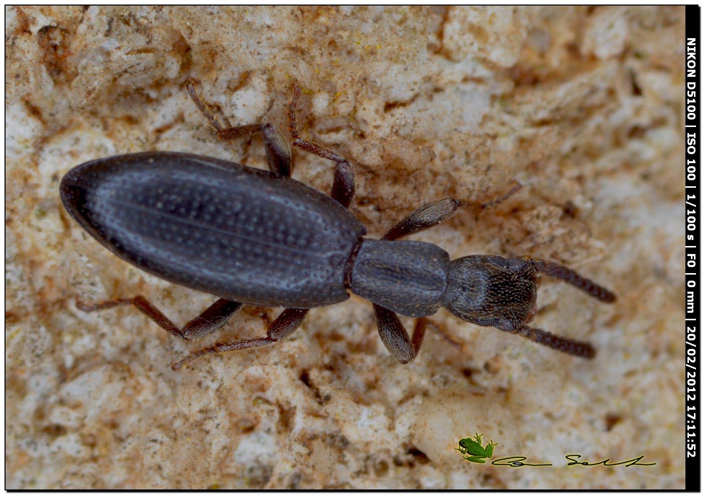Stenosis sp. da Usini