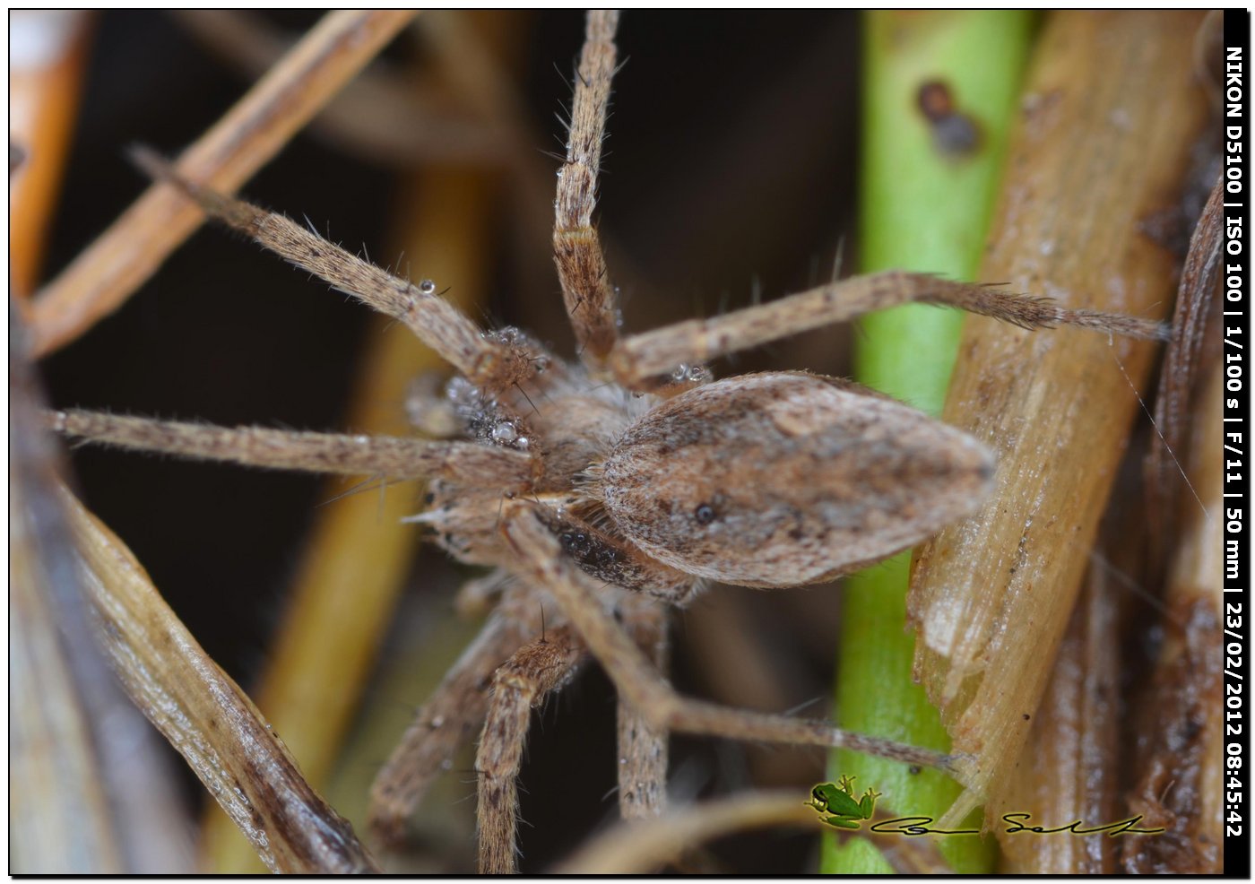Pisaura sp.