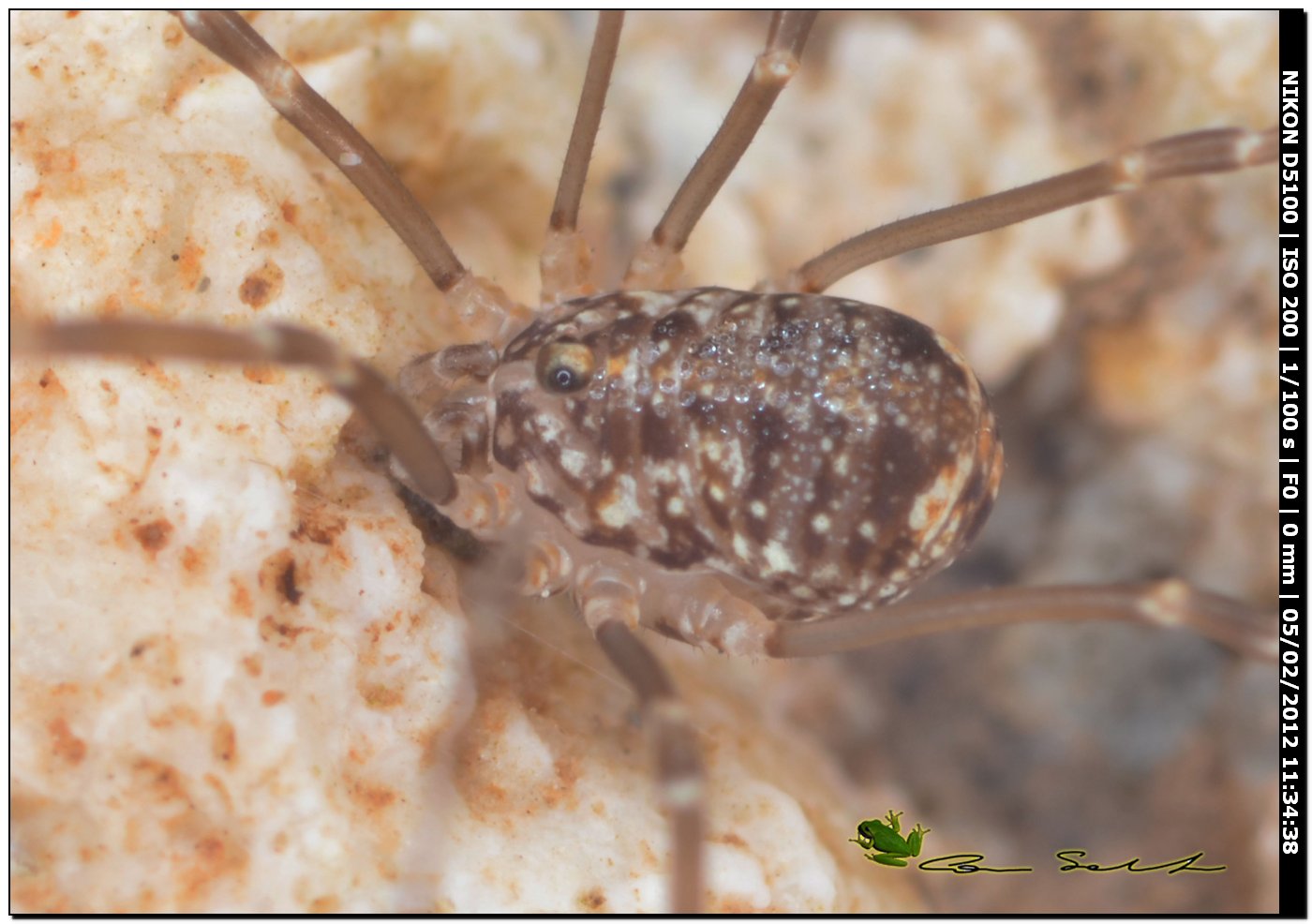 Opilione da Usini 3 - juvenile