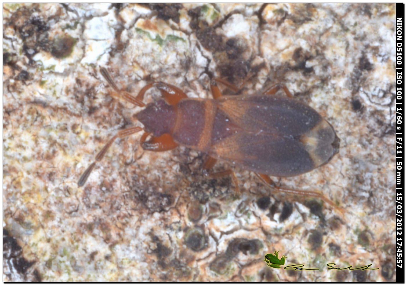 Lygaeidae: Notochilus ferrugineus della Sardegna (SS)