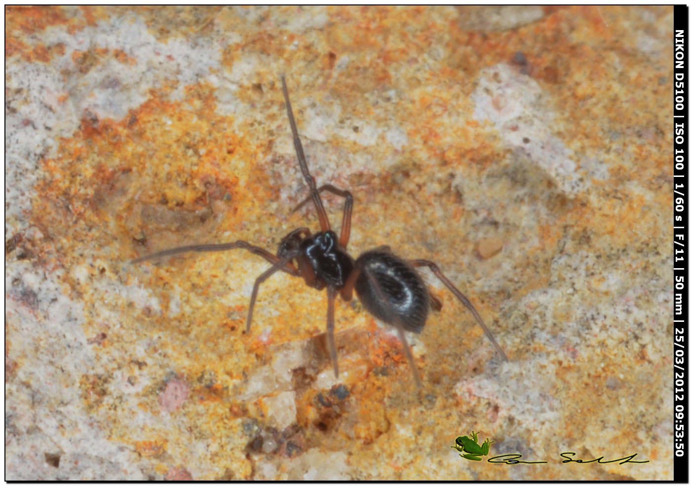 Linyphiidae da Uri