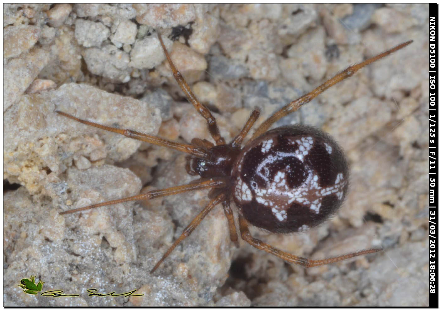 Steatoda triangulosa