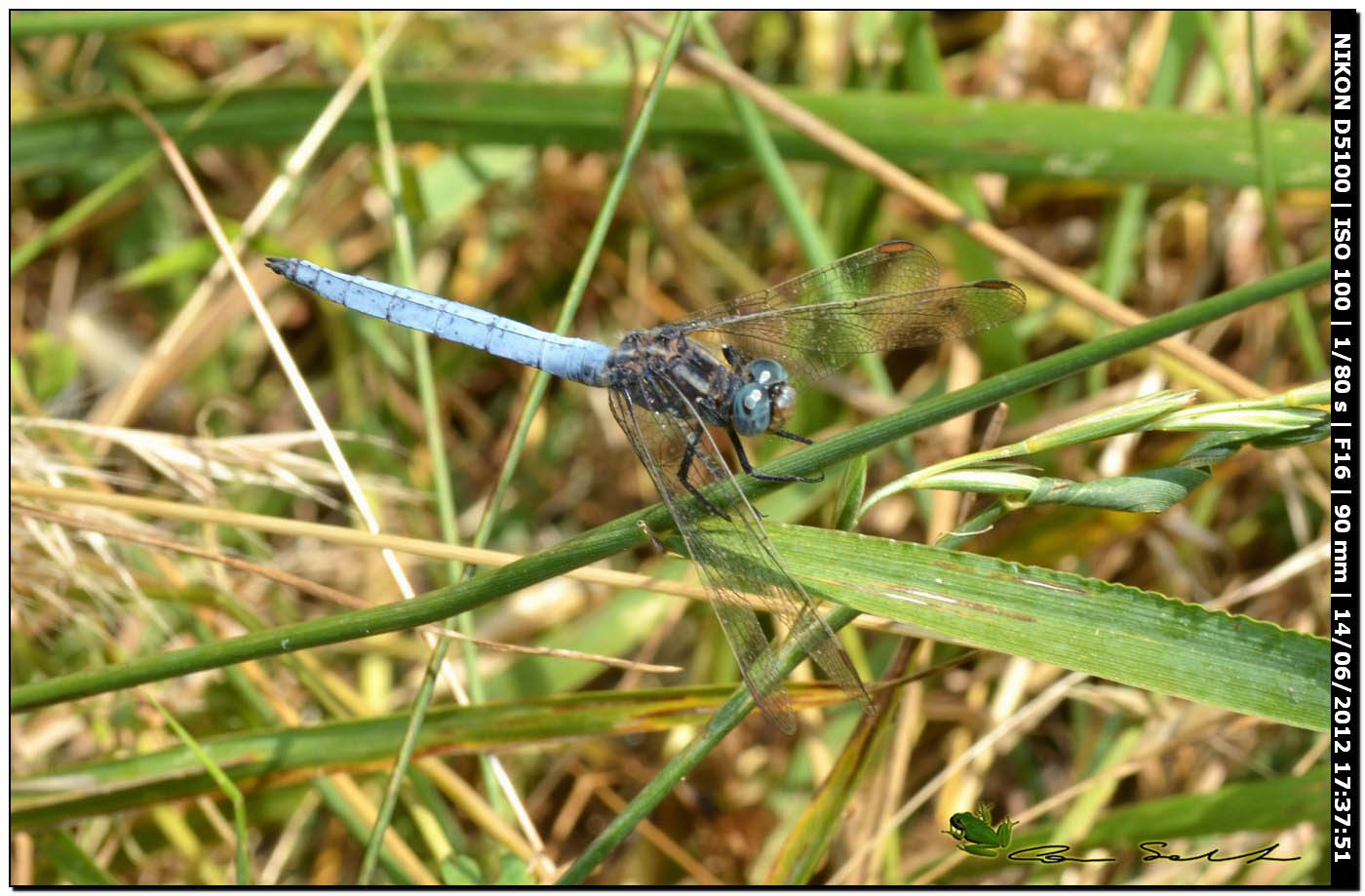 Orthetrum coerulescens anceps ♂ 2