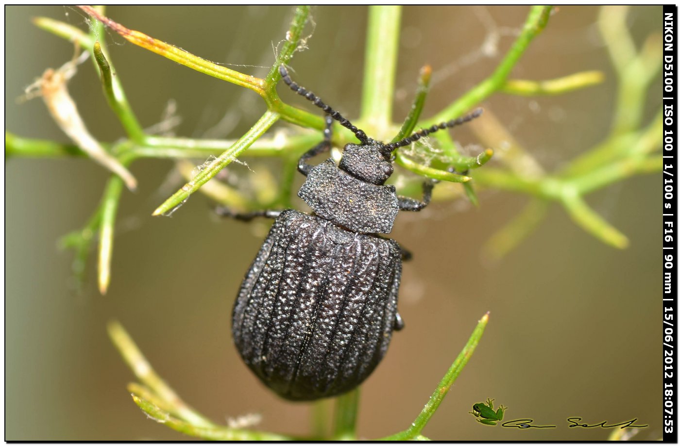 Meloidae? No. Chrysomelidae: Galeruca sardoa gene