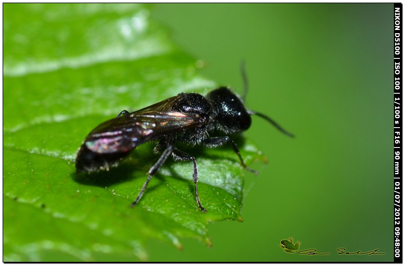 Piccoletto: Pemphredon sp. (Crabronidae)