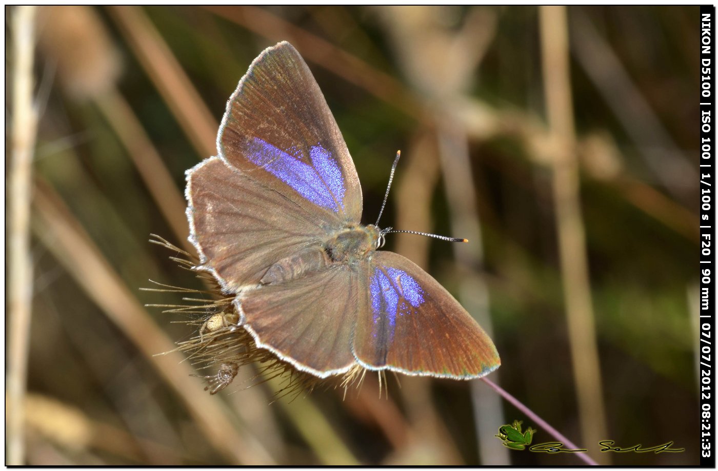 Lycaenidae: Favonius (ex  Neozephirus) quercus