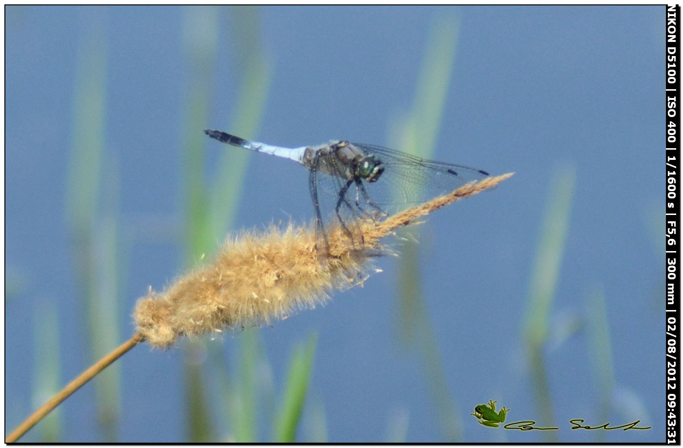 Orthetrum cancellatum ♂