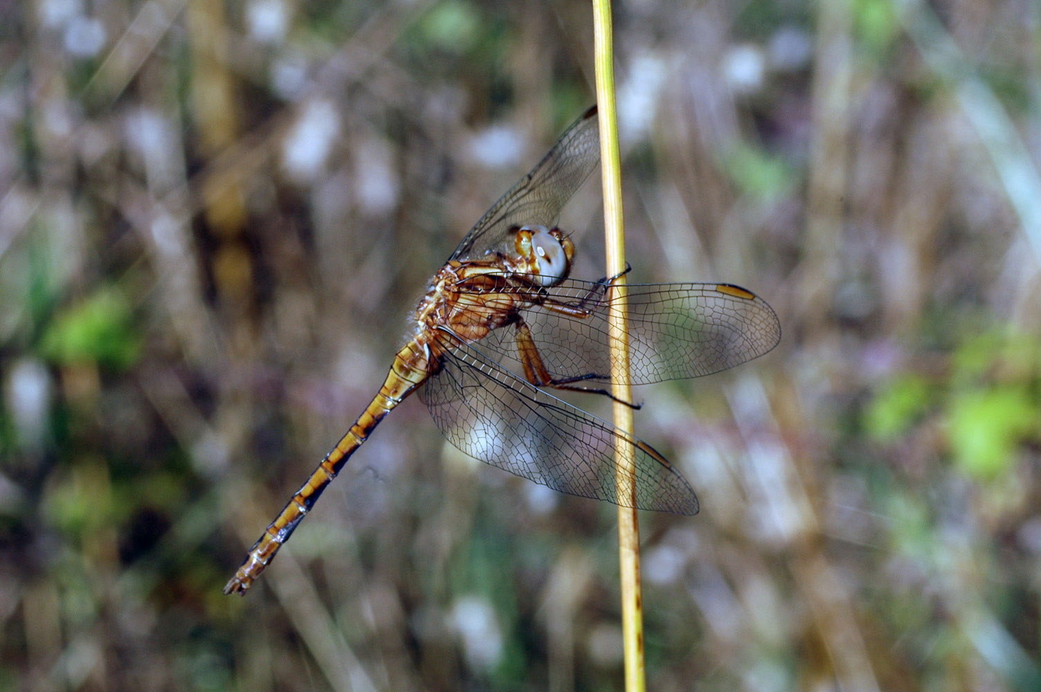 Orthetrum trinacria femmina ??