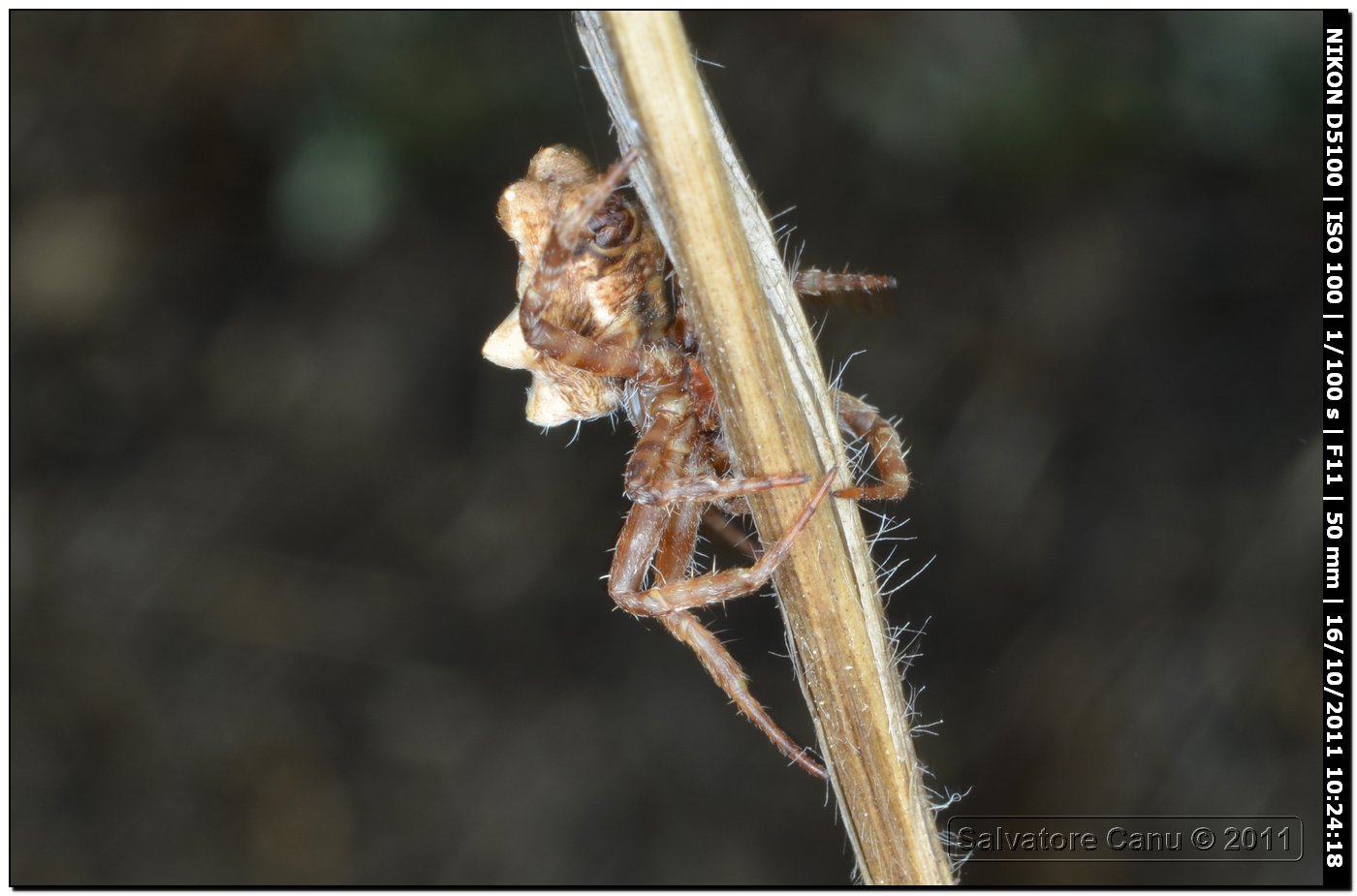 Cyrtophora citricola