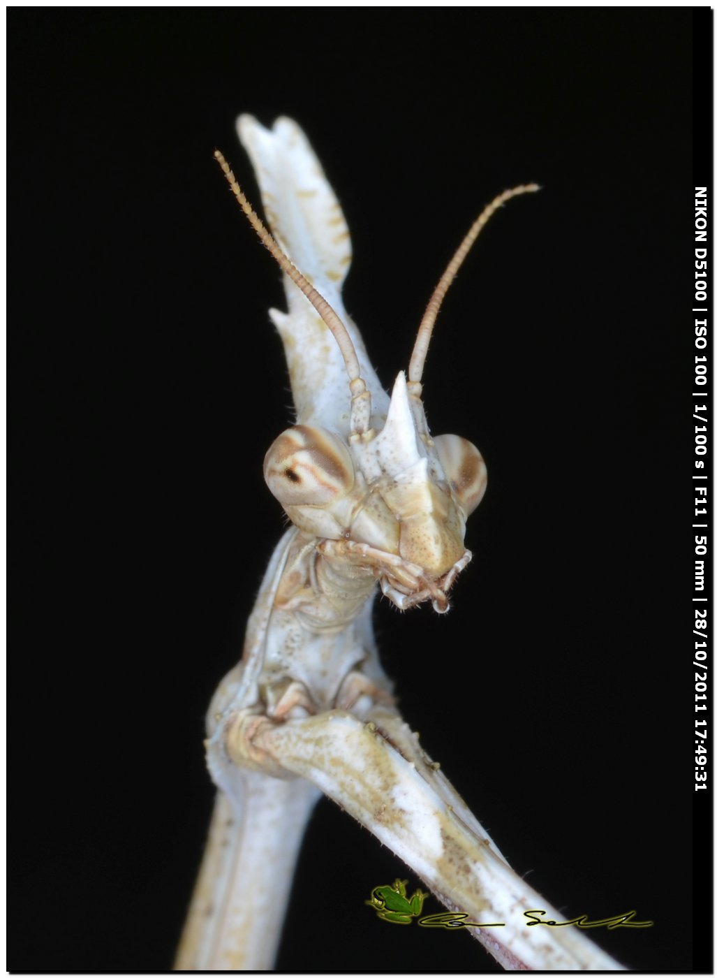 Empusa pennata