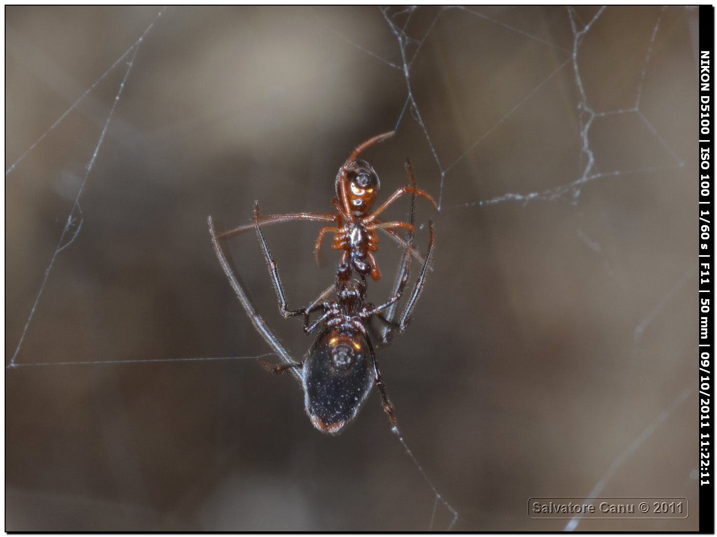 Accoppiamento Argyrodes sp.